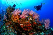 fun dive in sanur to trial diving in bali