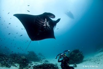Scuba Diving Bali - Nusa Penida And Lembongan dive with manta rays