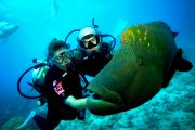 giant grooper on the Scuba Diving Bali - PADI Rescue Diver Course