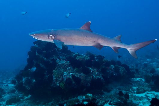 dive with sharks in padangbai bali scuba diving