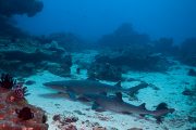 Scuba Diving Bali - Padangbai - dive with sharks