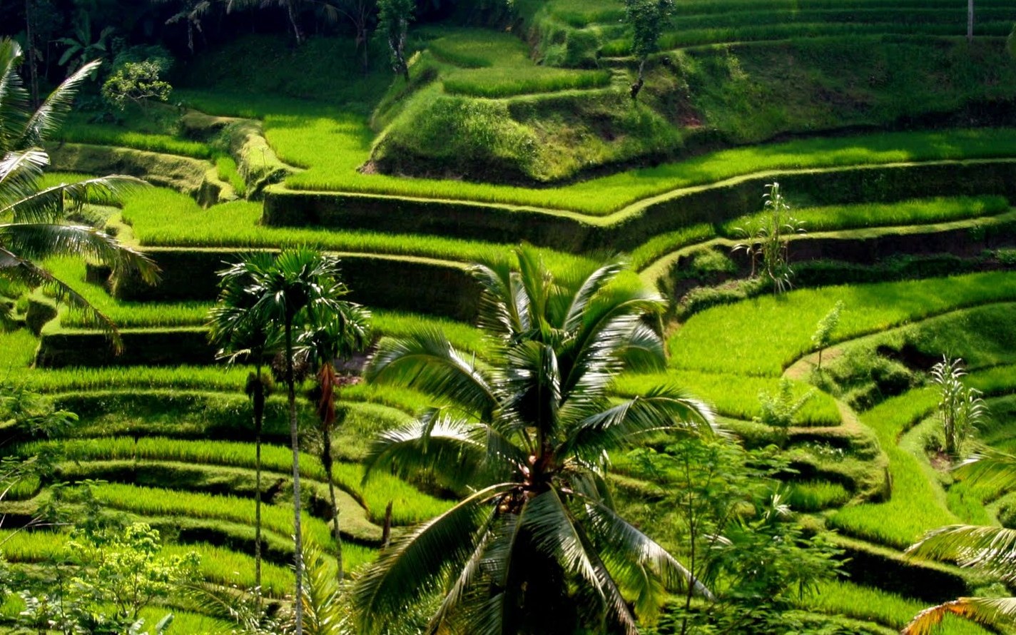 view bali's rice field in ubud