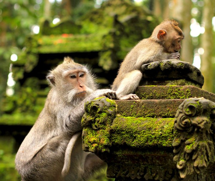 see the cheeky monkeys in Ubud monkey forest
