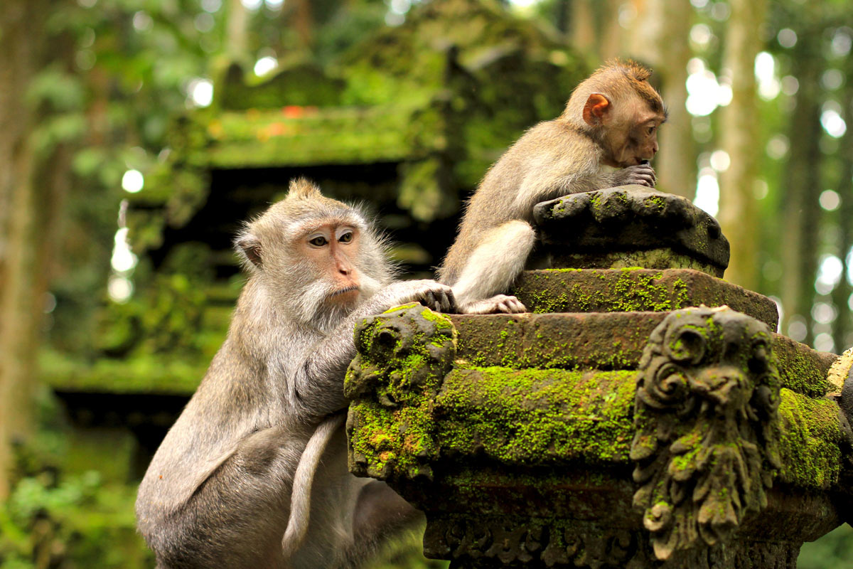 see the cheeky monkeys in Ubud monkey forest