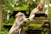 Ubud Monkey Forest Tour